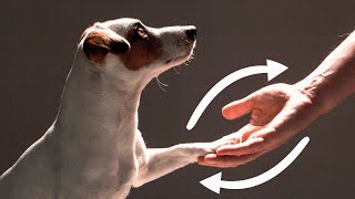 10 Signs Your Dog REALLY TRUSTS You [upl. by Illak]