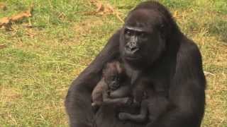 Een unieke gorillatweeling  Burgers Zoo Natuurlijk  Arnhem [upl. by Korey]