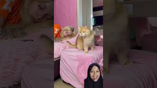 Mainan miaow shortvideo cat funnycats kitten [upl. by Mieka297]