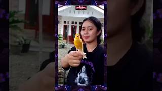 Makin Gacor Burungnya Dipegang Wanita Cantik 😘 zaqzaq810 youtubeshort youtubeshorts [upl. by Chrissa]