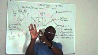 Brachial plexus made ridiculously simple PART 4 Lecture [upl. by Aleik]