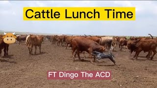 Australian cattle dog moving cattle to feeding crips  Blue Heeler  Cattle dog [upl. by Rodney996]