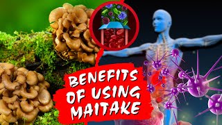 Maitake Mushroom  7 Health Benefits Explained  Just Mushrooms [upl. by Etana923]