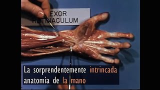 La sorprendentemente intrincada anatomía de la mano [upl. by Weig]