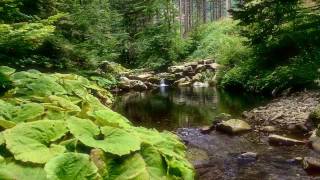 Suoni natura per addormentare i bambini [upl. by Vedis]