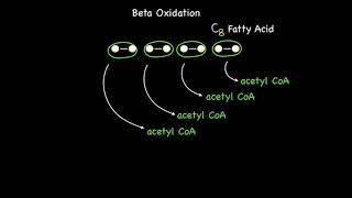 Beta Oxidation Part 1 [upl. by Kieran]