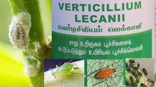 verticillium lecanii biological pest control method வெர்ட்டிசிலியம் லெக்கானி  bio pesticides [upl. by Acirtal]