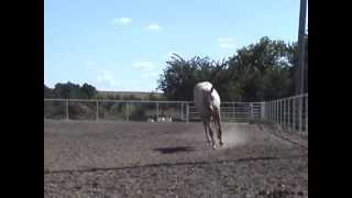 Audrey Deckburn 2012 Palomino Mare by The Golden Deck [upl. by Enidan]