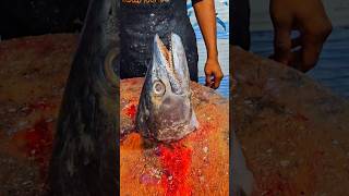 King fish surumai vanjaram neymeen fish head curry trending india funny fish shorts viralvideo [upl. by Nnaecyoj]