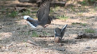 Zenaida asiatica WHITEWINGED DOVES feeding fighting resting 3031293 [upl. by Seaddon978]