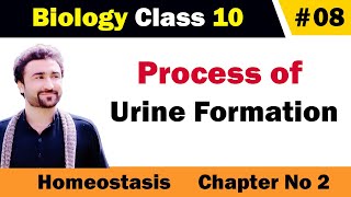 Process of urine formation class 10 biology [upl. by Efthim]