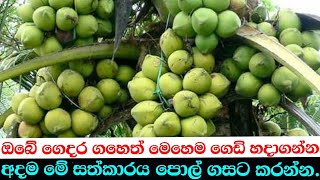 How can take a big harvest from a coconut tree in every month [upl. by Anauqat180]