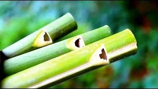 How to make a Flute or Swanee Slide Whistle out of Bamboo  Sensory Learning 4 Life [upl. by Aihpledalihp]