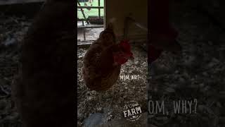 How I clean up and prep my chickens for the winter season plus some info on molting [upl. by Humpage]