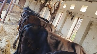 gir cross cow 30 plus milk raj farmhouse [upl. by Salena533]