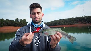 REDFIN Perch amp RAINBOW Trout  Fishing Waroona Dam [upl. by Nyrahtak101]