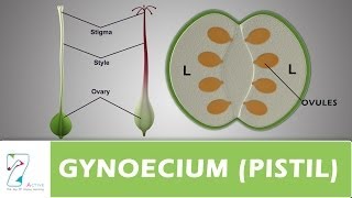 GYNOECIUM or PISTIL [upl. by Alsworth211]