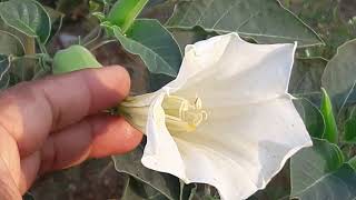 Datura  Datura Stramonium  Life Cycle of Datura Plant [upl. by Apps237]