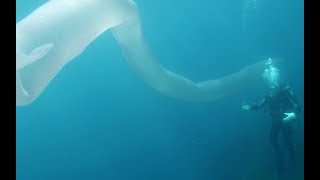 Divers encounter 26foot deepsea worm in New Zealand [upl. by Areis]