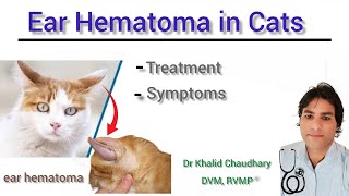 What is ear hematoma  Treatment of ear hematoma in cats and dogs  Dr Khalid Chaudhary  DVM [upl. by Tezil]