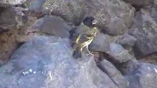 JILGUERO GRANDE Carduelis crassirostris Thickbilled siskin Aves de Chile [upl. by Sinnal]