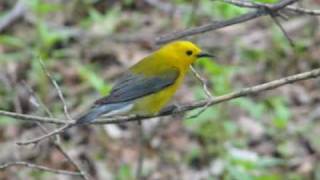 Prothonotary Warbler [upl. by Cornew723]