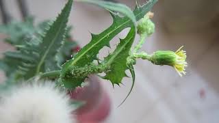 Aphids on Spiny sowthistle Sonchus asper Family Asteraceae [upl. by Siugram]