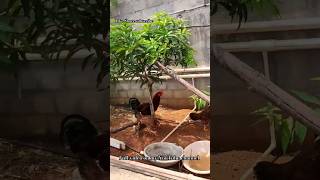 Waterpipe GardeN mein pipeline work kaise kare Cpvc plumbing ytshort shorts video subscribe [upl. by Einobe]