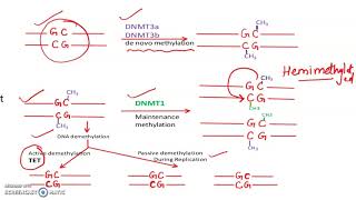 Genomic Imprinting Problems MCQs Part 1 [upl. by Bette196]