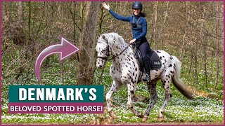 Equestrian Rides the Knabstrupper Horse in Denmark [upl. by Rosenblatt936]