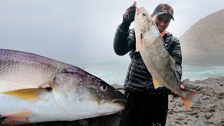 Pesca de CORVINAS Usamos carnada y señuelos para pescar de noche y de madrugada [upl. by Annetta]