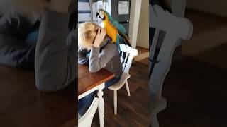 Papuga ara ararauna macaw parrot birds parrot animals macaw parakeet [upl. by Raama520]