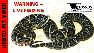 Urutu FEEDING  Bothrops venomous feeding [upl. by Grega]