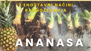 Novi Načini Razmoževanje Ananasa na 3 Načine  Ananas Comusus [upl. by Sandry943]