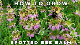 Spotted Bee Balm  Complete Profile [upl. by Ahsaf]