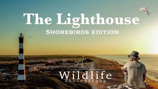 Shorebirds  WILDLIFE PHOTOGRAPHY  Beautiful LIGHTHOUSE and shores scenery [upl. by Veda]