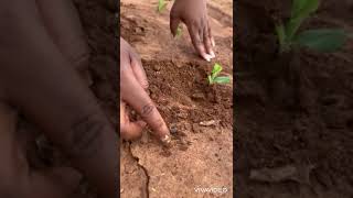 Managing cutworms in the oldest block of SC 419 in Mpongwe Zambia 🇿🇲 [upl. by Gnehc]