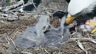 Decorah Eagles Good Feeding For EagletsSquirrel 41718 [upl. by Katharyn]