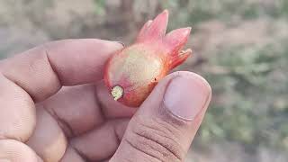 Thrips Control In Pomegranate fruits thrips [upl. by Randie]