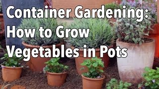 Container Gardening  Top Tips for Success [upl. by Dex]