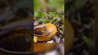 How Bees Lay Eggs in Snail Shells [upl. by Enidaj578]