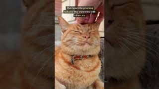 Cats Reveal Their Favorite Touch Spots catbehavior [upl. by Ynohtnacram]