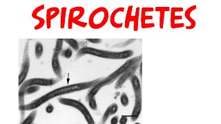 Spirochetes [upl. by Orecul781]