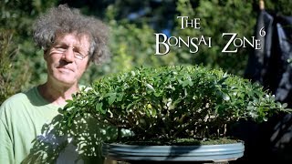 Pruning my Schefflera Bonsai The Bonsai Zone Aug 2019 [upl. by Thatch902]