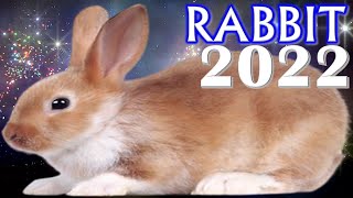 Rabbit Horoscope 2022  Born 2011 1999 1987 1975 1963 1951 1939 1927 [upl. by Widera320]