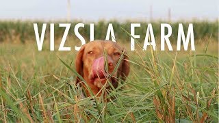 The Vizsla Farm  Video 109 [upl. by Joane994]