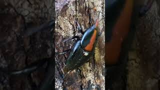 Red Palm Weevil Major Coconut Insect pest [upl. by Germaun561]