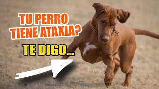 ¿QUÉ Causa La ATAXIA en los PERROS 🐶😢 ¿Se Puede Curar La Ataxia [upl. by Anertac]