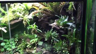 180 Gallon Histrionica Vivarium [upl. by Anuaf569]