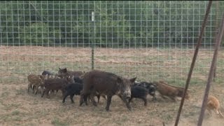 A Hunting Show Part 17 South Texas Hog Trapping [upl. by Adaven]